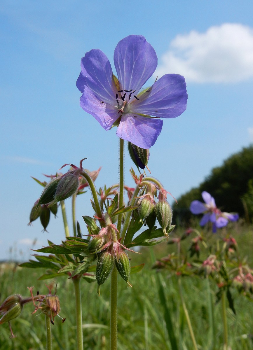 Geranium Pratense Meadow Cranes bill geranium-pratense-meadow-cranes-bill